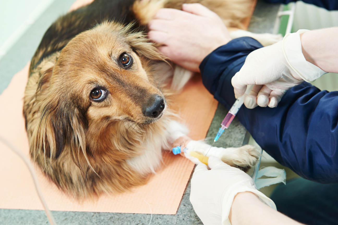 Introduction to Veterinary Medicine Honors